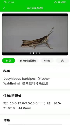草原卫士蝗虫识别